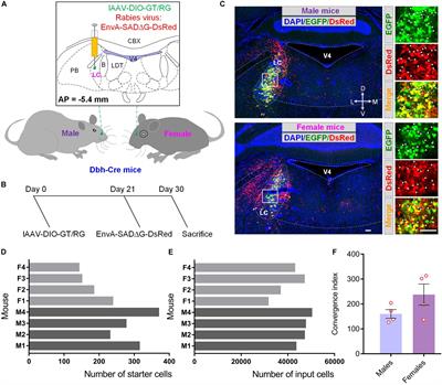 Sex-Related Differential Whole-Brain Input Atlas of Locus Coeruleus Noradrenaline Neurons